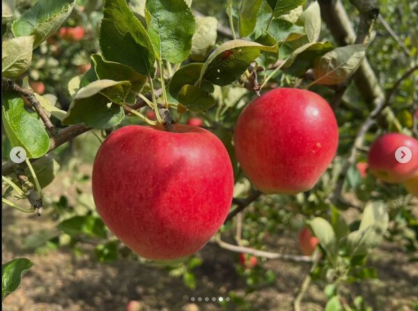 群馬県沼田市のりんご農園